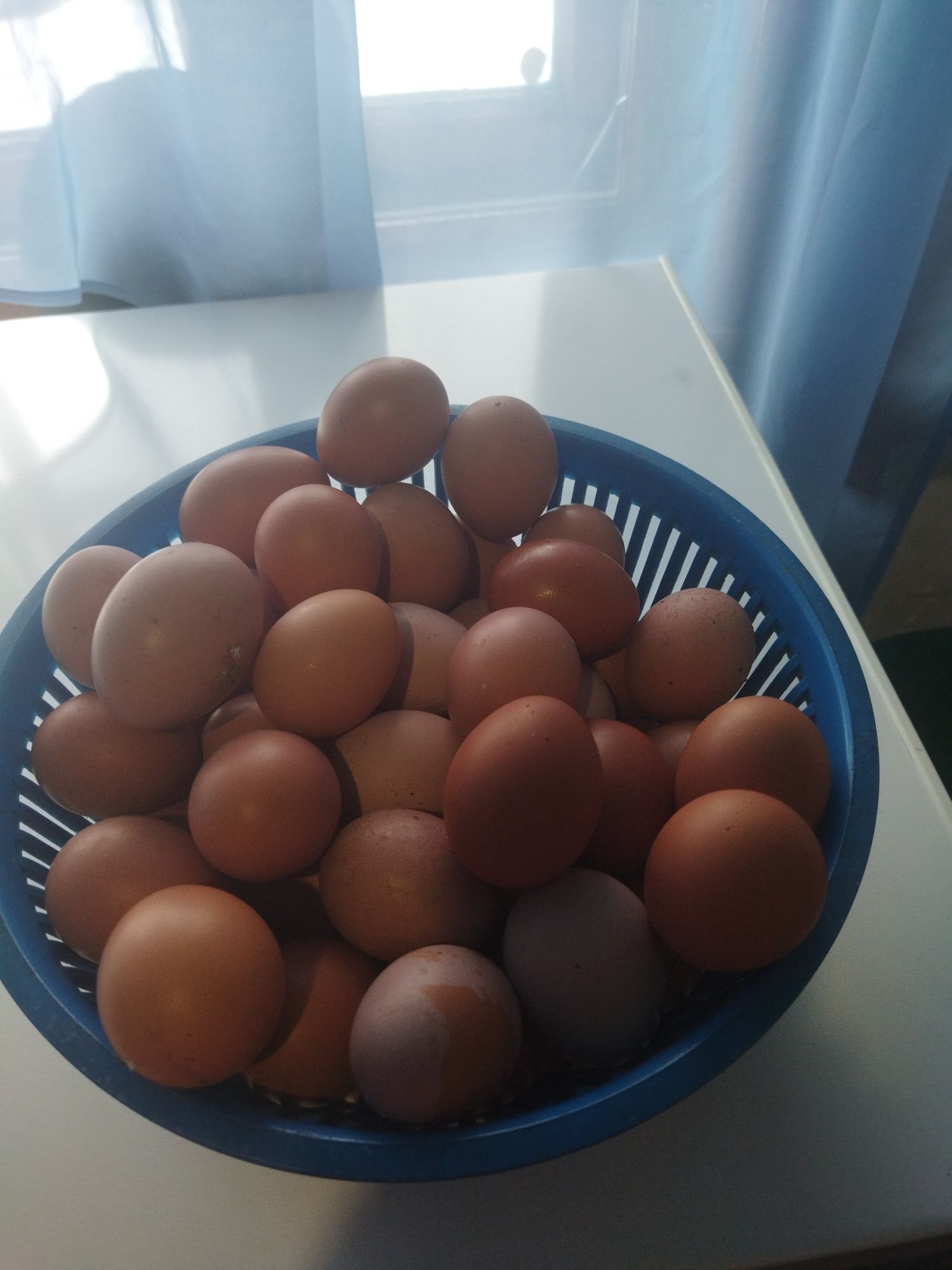 Продам домашнее яйцо