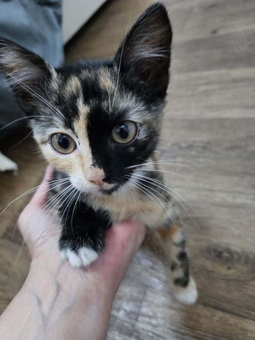 Подарявам женско коте