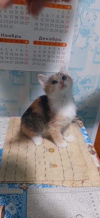 Милый и ласковый котёнок