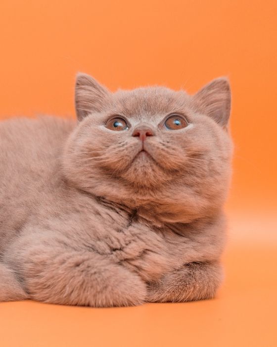 Британские  лиловые элитные котята