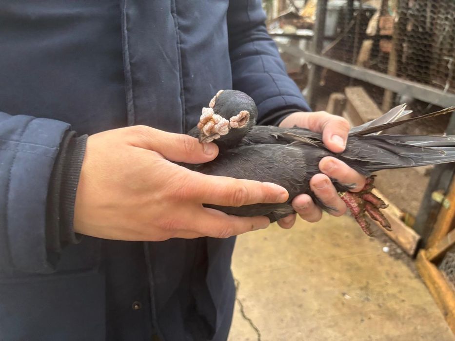 Vand voiajori ornament