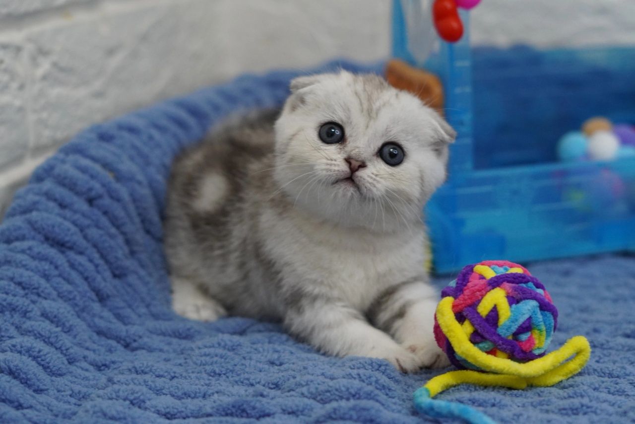 Вислоухие котята скоттиш-фолд