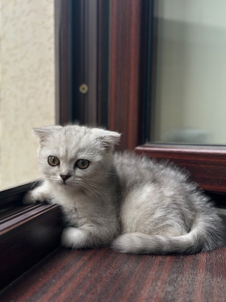 Чистокровные шотландские котята