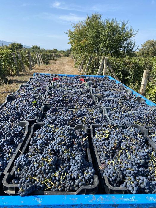 Struguri Merlot de vânzare – Panciu