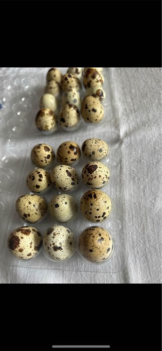 Пъдпъдъчи яйца/ яйца от пъдпъдък