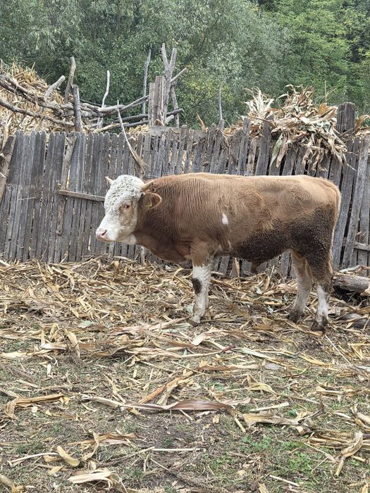 Taur de vânzare varsta1 1 an și 5 luni  aprox.350-400kg.