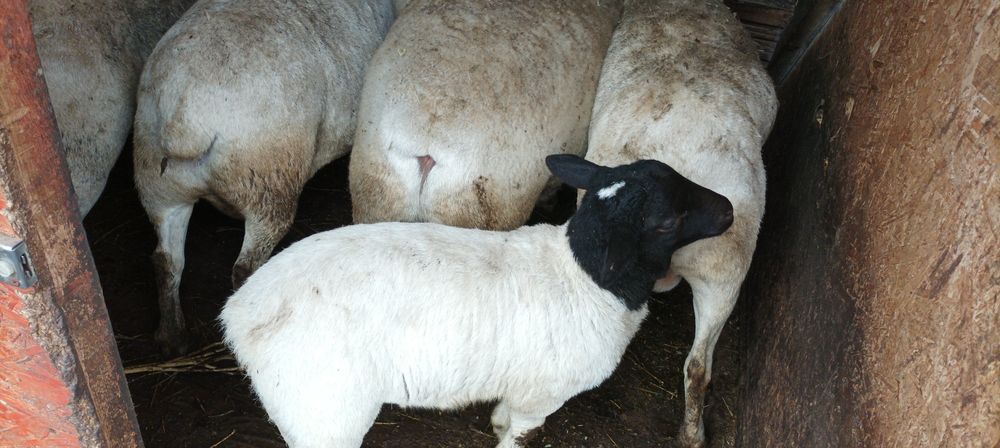 Vând berbecuți dorper 2 luni