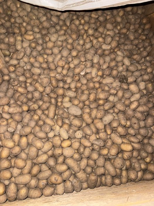 Cartof pentru animale si samântã