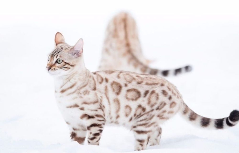 Чистокровные шёлковые Бенгалы 8