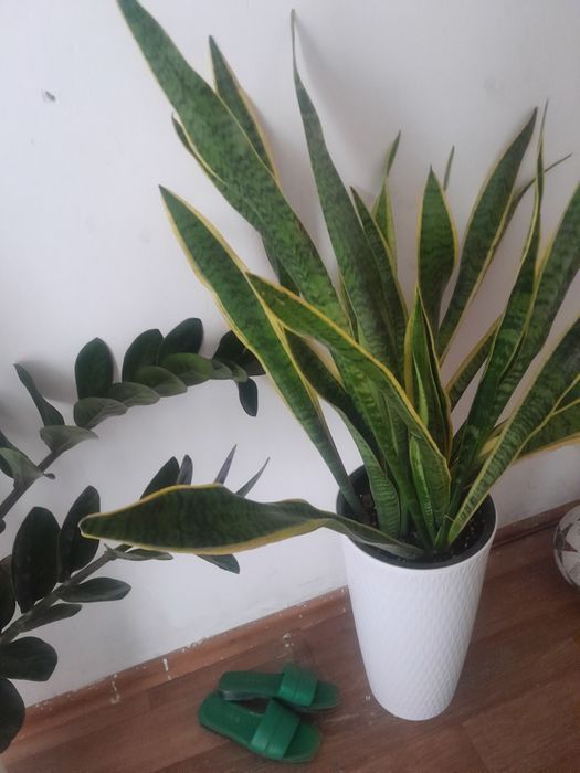 Цветов сатам срочно