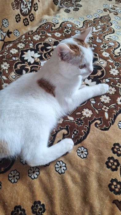 Котёнок  мальчик