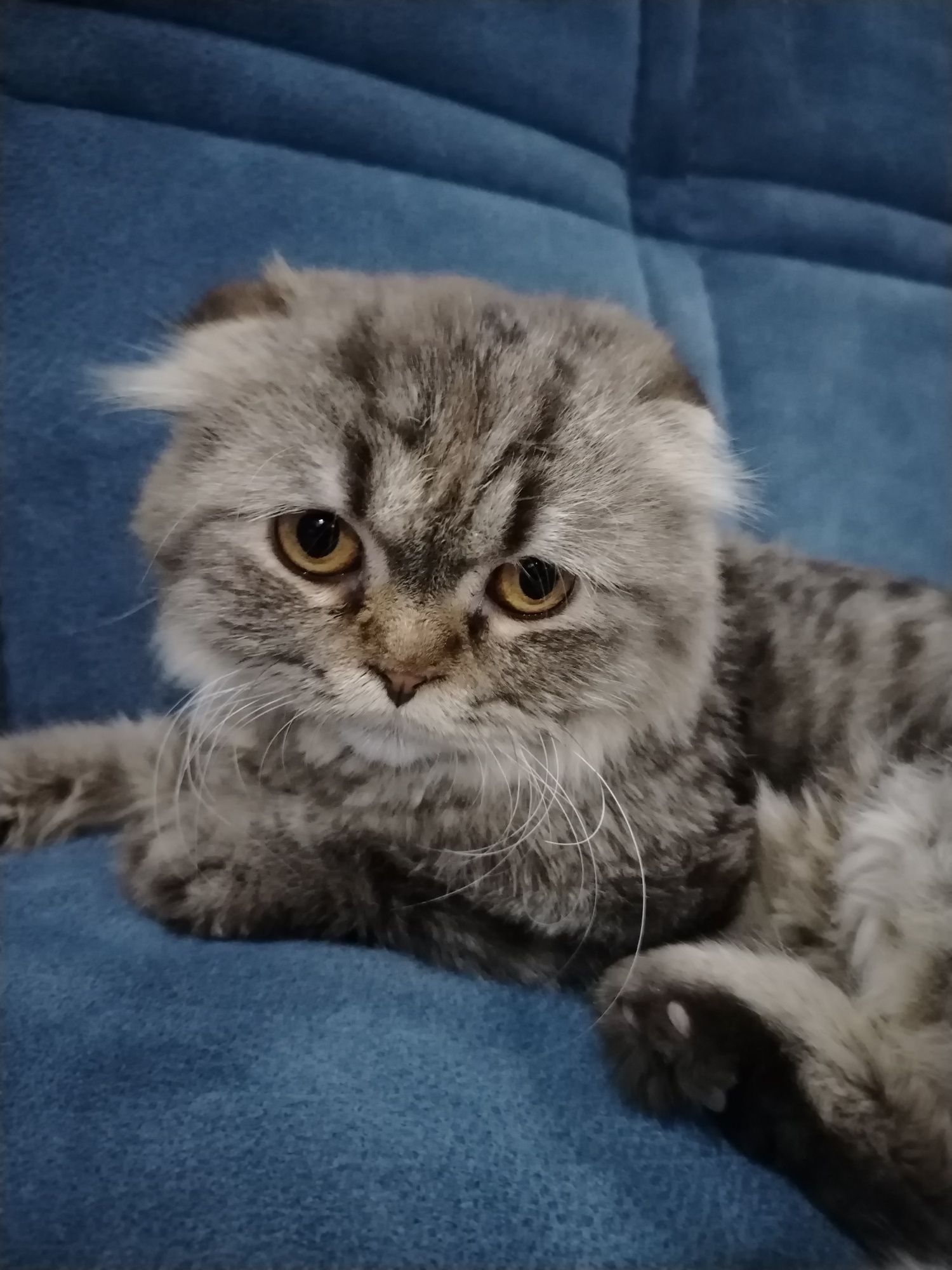 Scottish Fold mushugi sotiladi