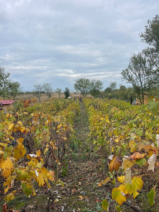 Teren cu vie de vânzare în Comuna Dănești, județul Gorj - 700mp
