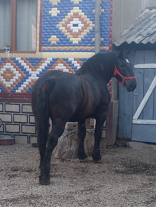 Mânză de vânzare