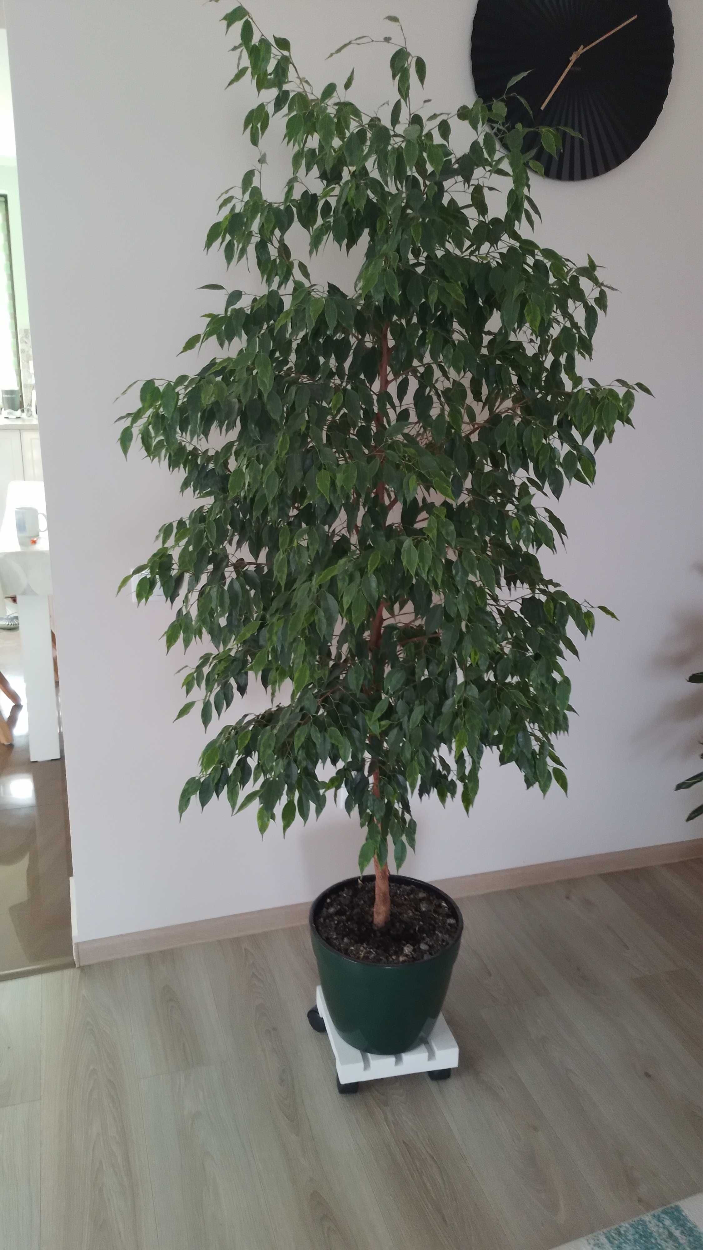 Vand Ficus Benjamina