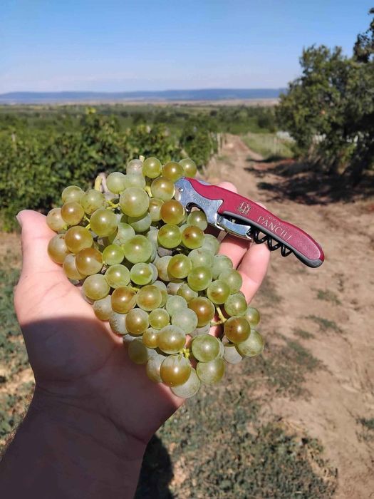 Vand struguri pentru vin !