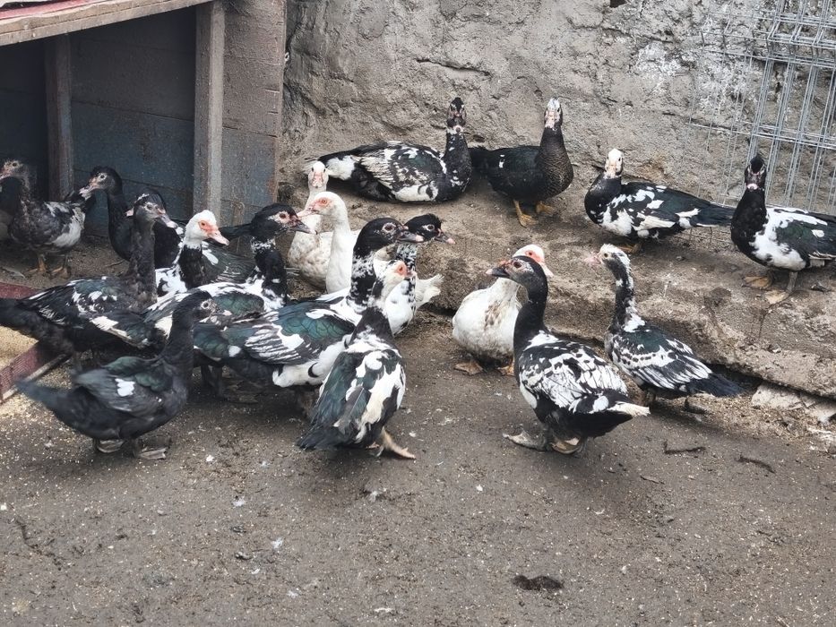 Vând rate și găini pitice