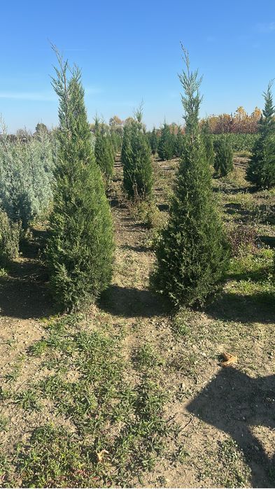 Tuia / Brad / Leylandii