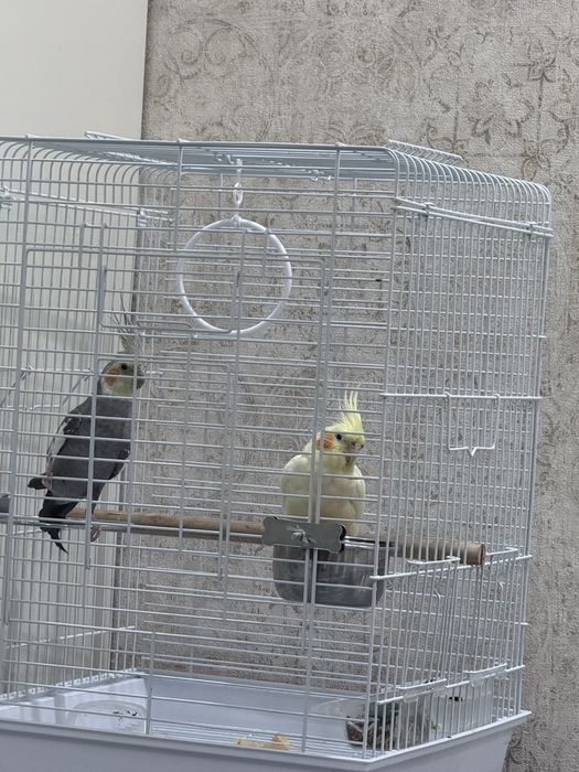 Ручный попугай корелла