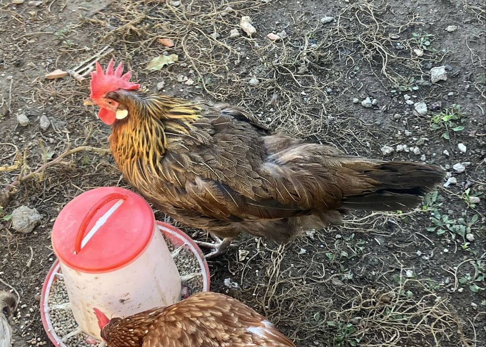 Vand puicuta gaina italiana tanara cadou cocosel