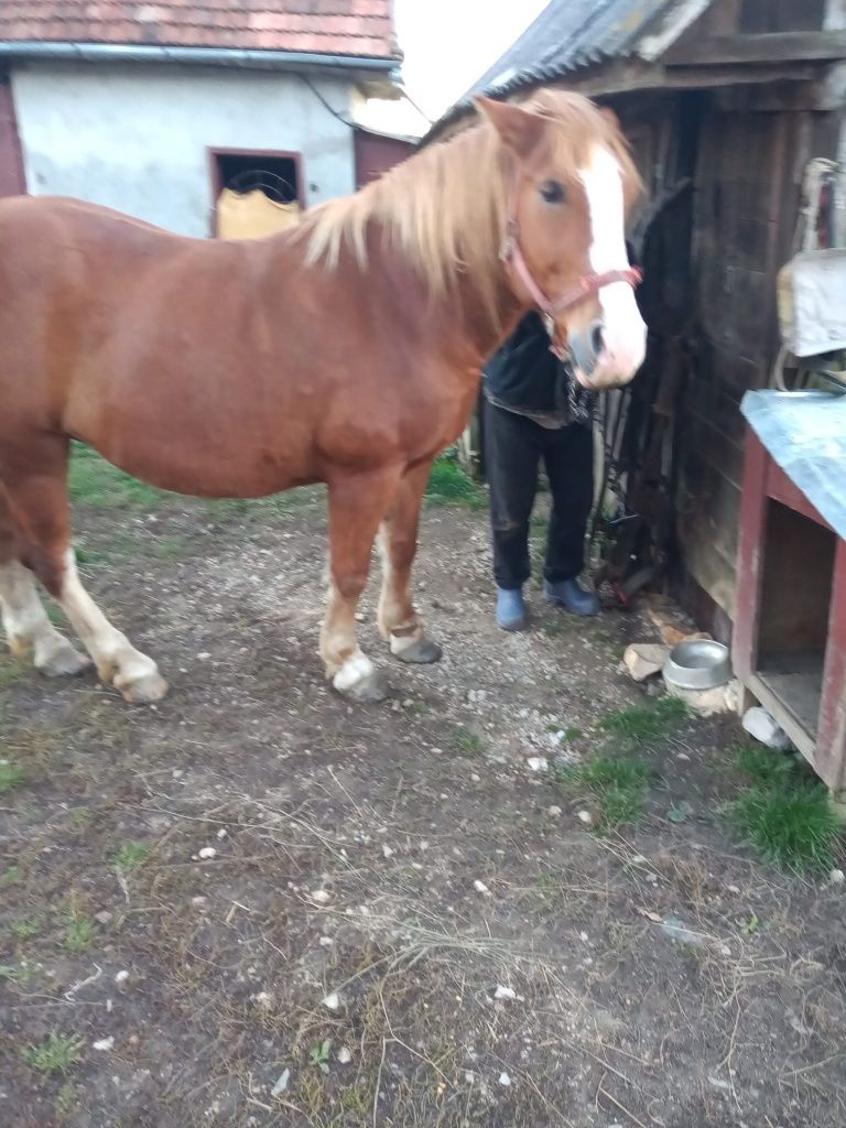 Vând cal de tracțiune