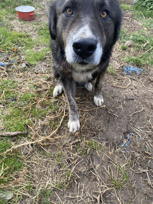 Ciobanesc carpatin spre adoptie