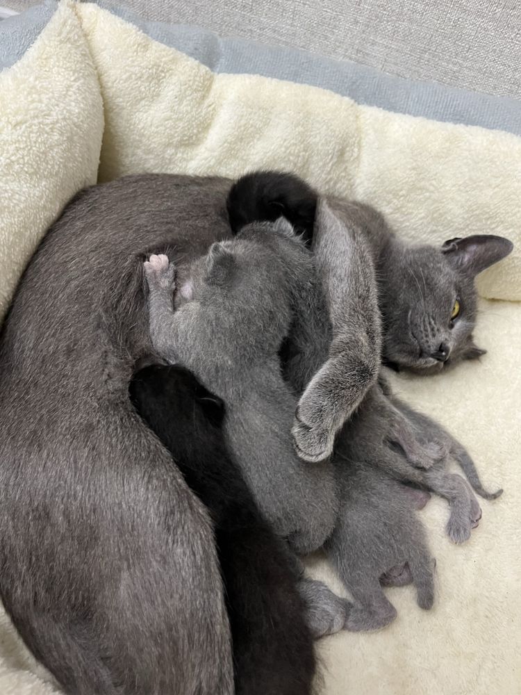 котята бесплатно