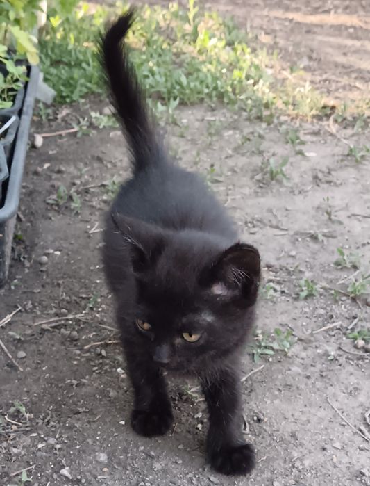 Отдам котят,в хорошие руки