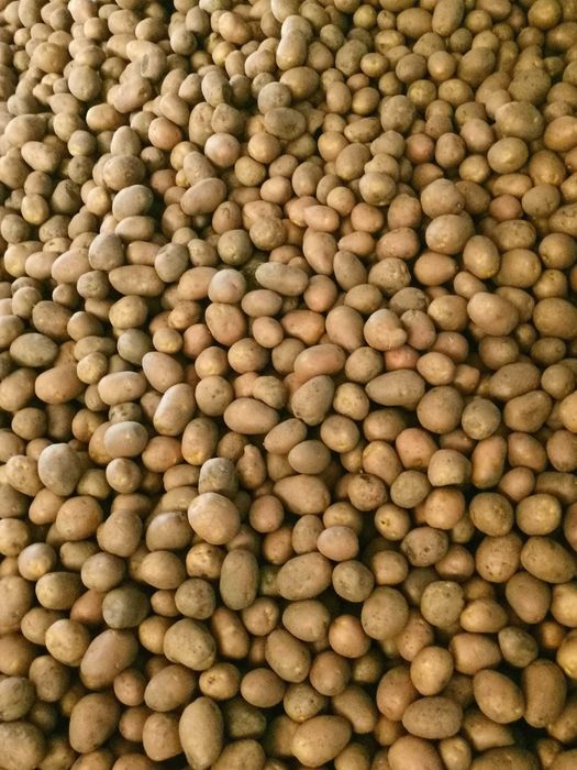 Vând cartofi pentru animale