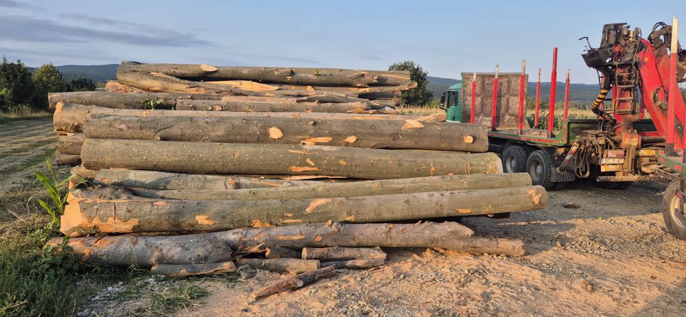 Lemn de foc - fag verde