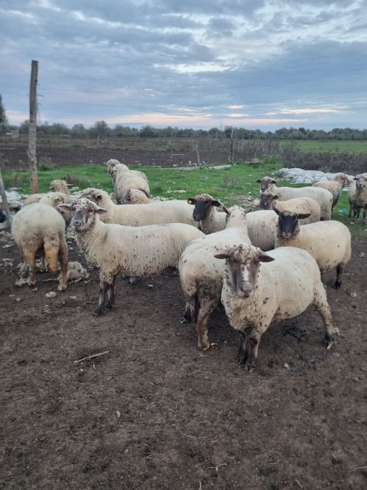 Vand oi 700 lei judet Tulcea