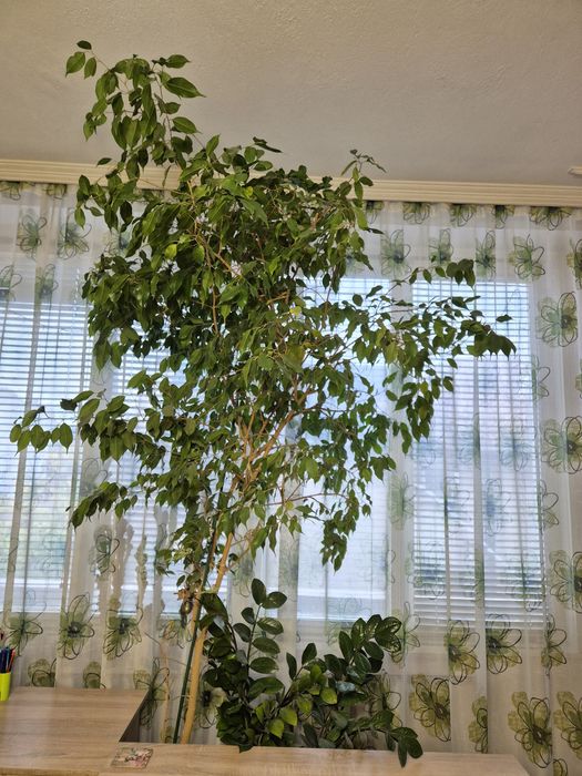 Бенджамин голям - 2 броя