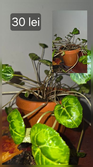 Flori/plante de cameră