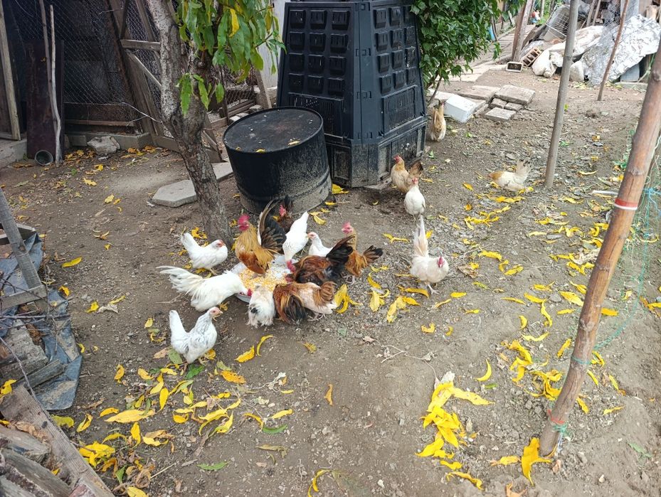 Декоративни Кокошки.