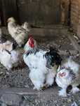 Familie Brahma herminat urias