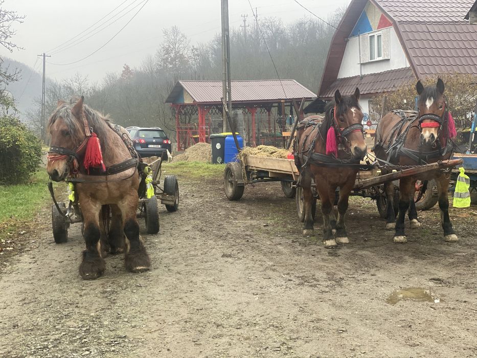 Vand cal de 7 ani sau schimb