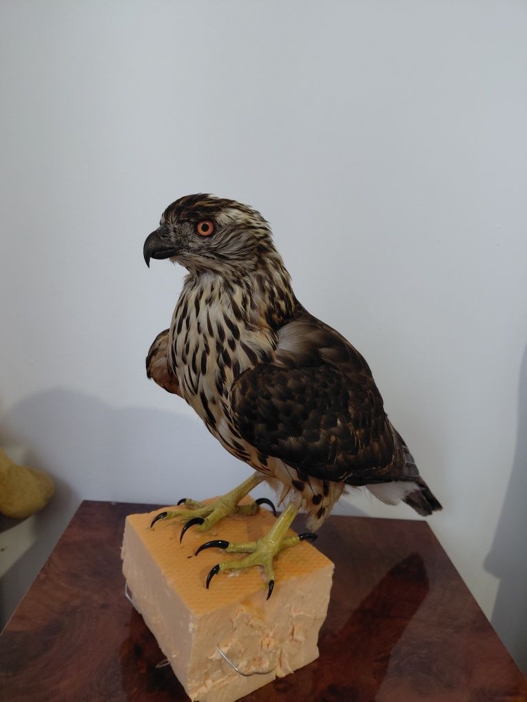 Uliu impaiat, taxidermie