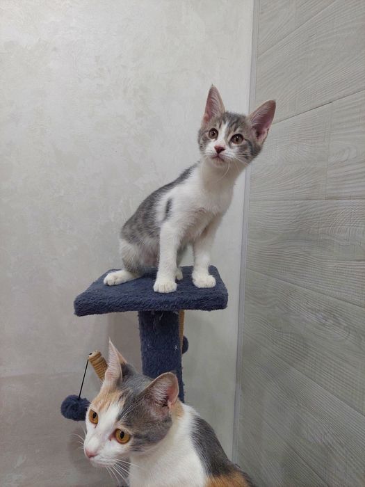 Котенок мальчик 2 месяца Ташкент
