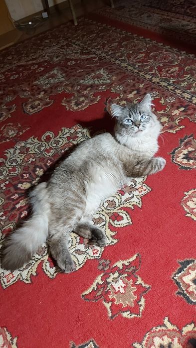 Невский  маскарадный кот для вязки