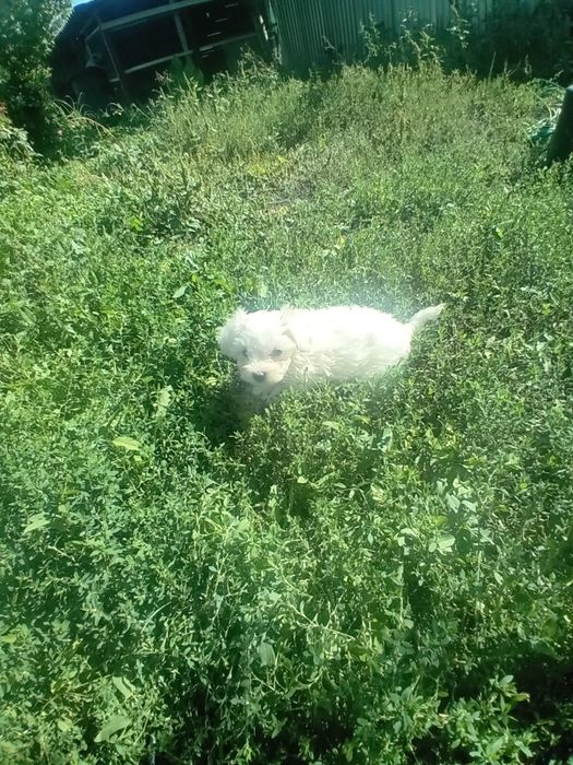 Cadou Bichon maltese