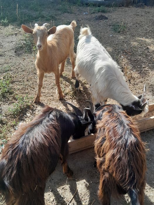 Vind ezi ținuți pe stabulatie