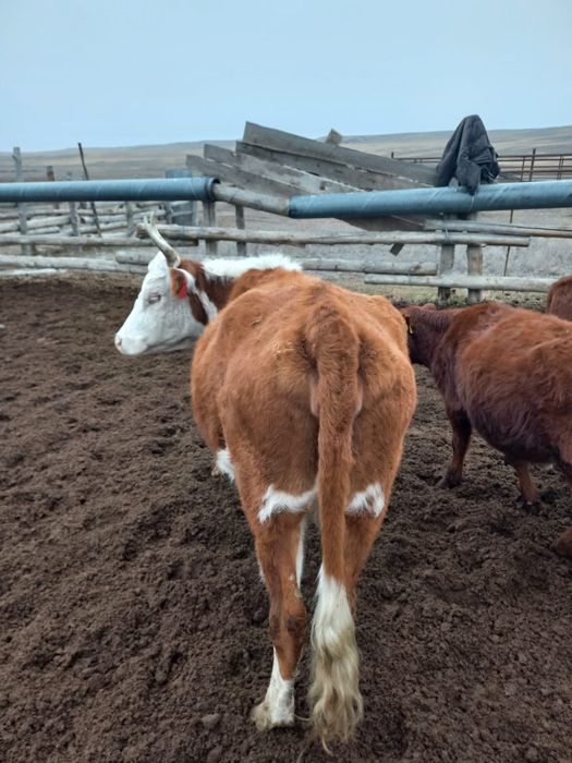 Продам корову. Сиыр сатылады