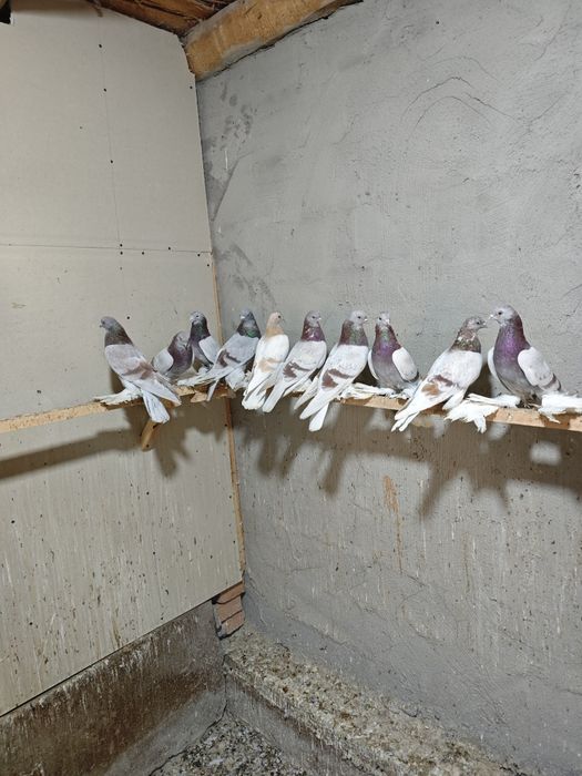 Kaptar kabutar golubi golubey tasman seren kaptarlar