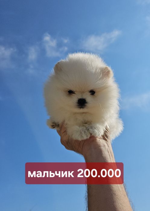 Пушистые бусины щеночки