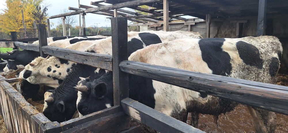 Мъжки угоени телета