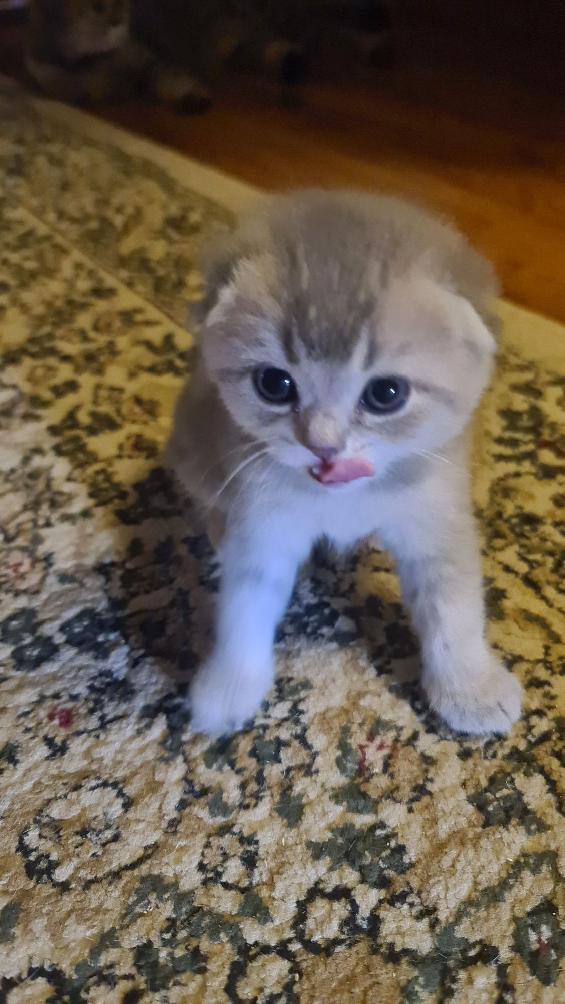 Котята в наличии