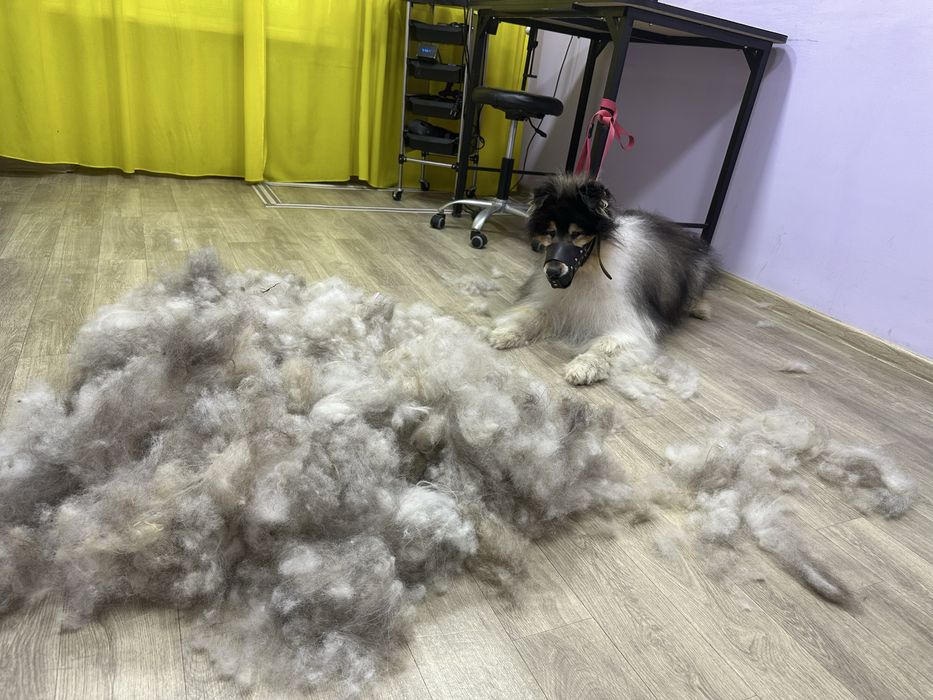 Профессиональные услуги грумера