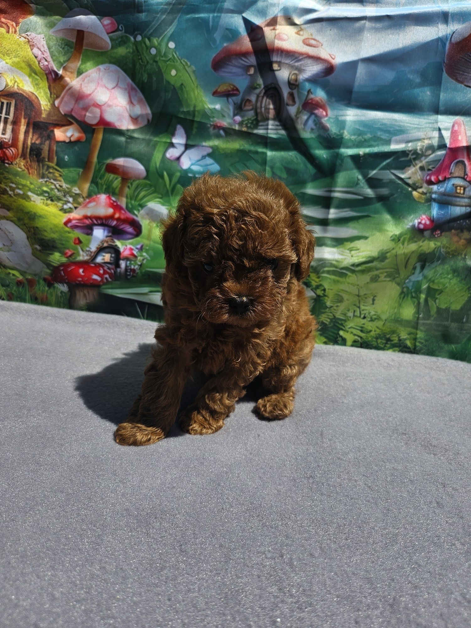 Резервирано!пудел момиче/Toy poodle/ с документ за произход