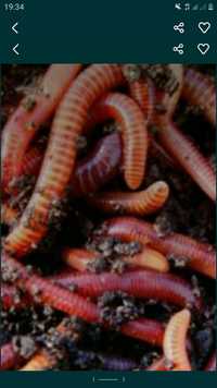 Черви калифорнийские красный червей для разведения и рыбалки
