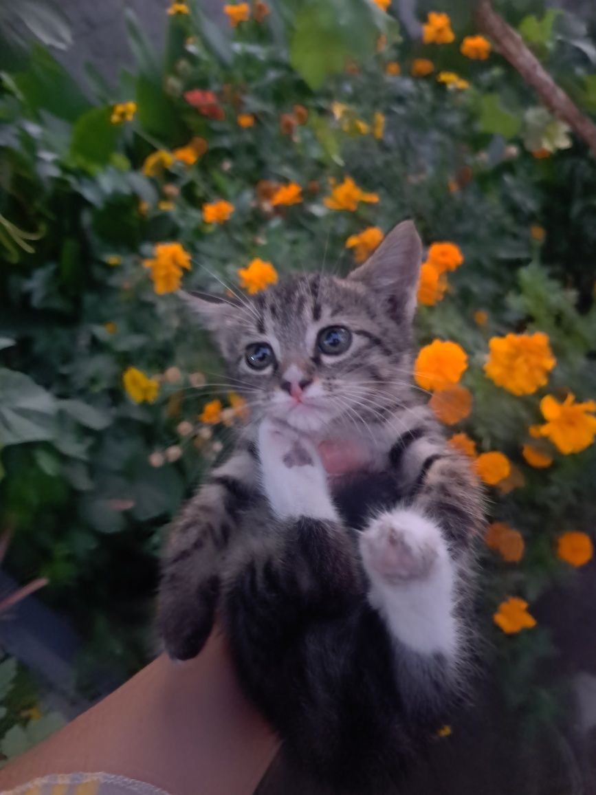 Котята домашние 3 месячные